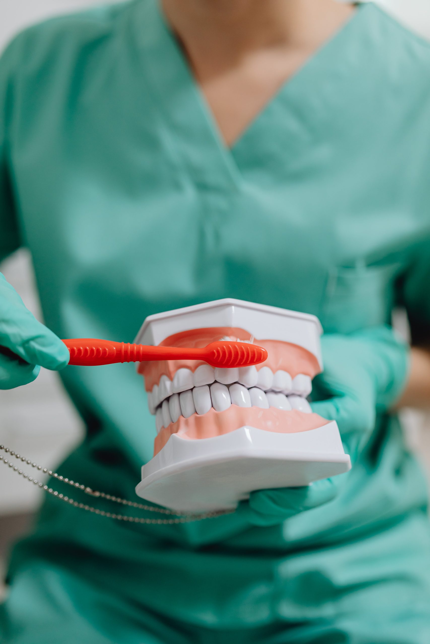 dentist holding a toothbrush up to model of teeth pexels-karolina-grabowska-6627315